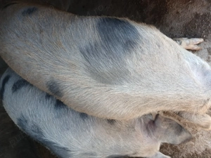 vand porci  - imagine 5