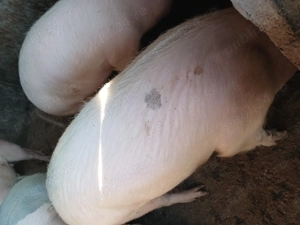 vand porci  - imagine 2