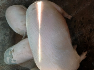 vand porci  - imagine 4