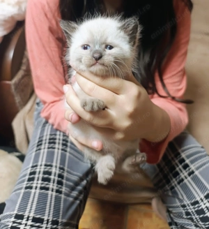 Pisici siameze de rasa 