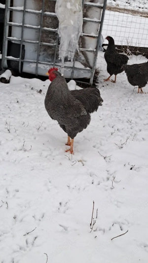 Oua pentru incubat plymouth rock - imagine 3