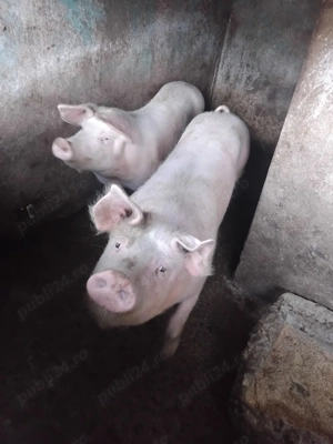 Vand porci, Landrace - imagine 3