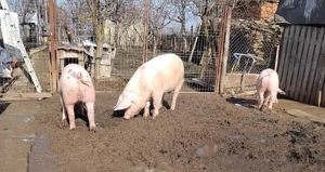 Vand porci, Landrace