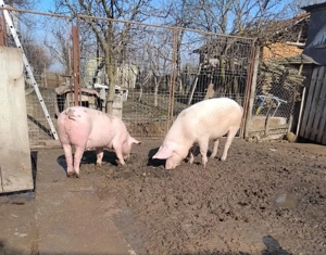 Vand porci, Landrace - imagine 2