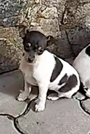 Vand caini rasa Terrier de Valencia  - imagine 5