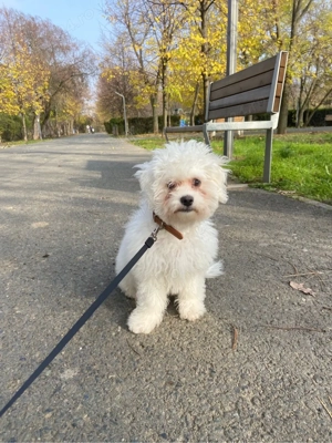 Isco isi cauta familie! - imagine 2