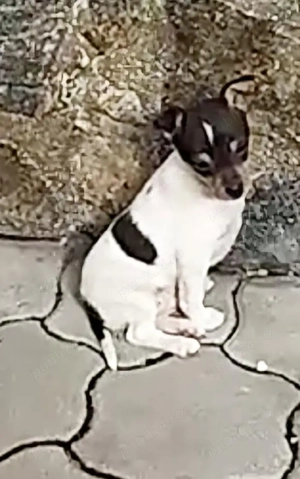 Vand caini rasa Terrier de Valencia  - imagine 4