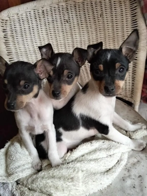 Vand caini rasa Terrier de Valencia  - imagine 2