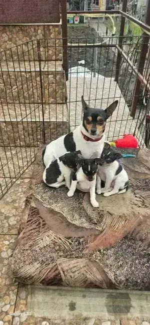 Vand caini rasa Terrier de Valencia  - imagine 3