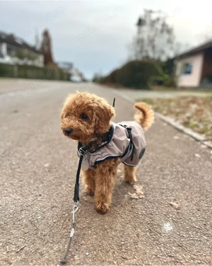 Căței de pudel  - imagine 2