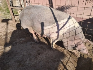 scroafa pentru taiat - imagine 2