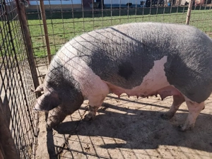 scroafa pentru taiat - imagine 3