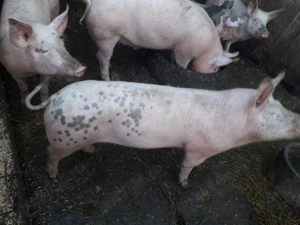 porci de vânzare purcei 
