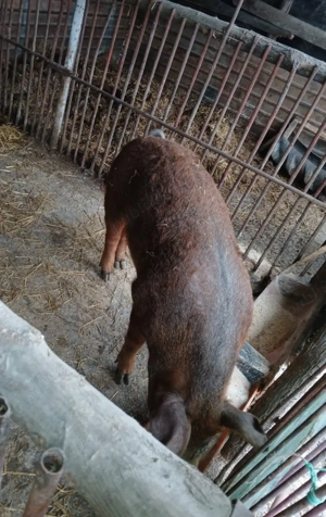 vand porci  - imagine 2