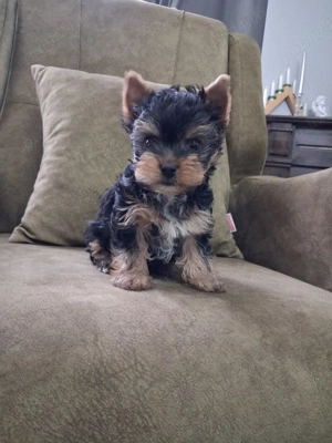 yorkshire terrier talie mică 