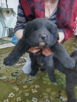 Catelusa ciobanesc corb