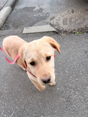 Pui Labrador - imagine 2