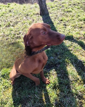 Cățea de vânătoare - Vizsla maghiară, Lisa - imagine 4
