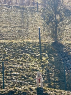 Pui Labrador - imagine 4