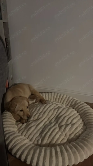 Pui Labrador - imagine 3