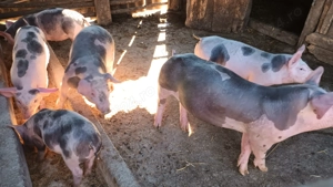 Vând purcei petran - imagine 4