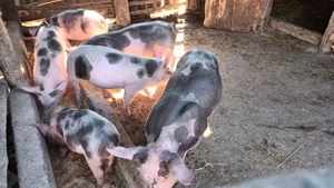 Vând purcei petran - imagine 2