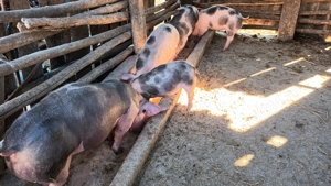 Vând purcei petran - imagine 3