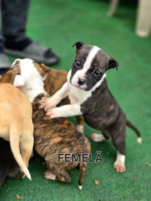 Căței Amstaff, 7 saptamni deparazitați  - imagine 3