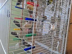 Pui canari 100 lei bucata  - imagine 3