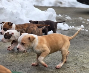 Căței Amstaff, 7 saptamni deparazitați  - imagine 5