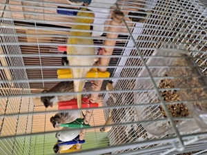 Pui canari 100 lei bucata  - imagine 5