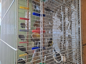 Pui canari 100 lei bucata  - imagine 2