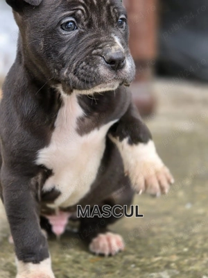 Căței Amstaff, 7 saptamni deparazitați  - imagine 2