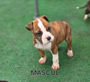 Căței Amstaff, 7 saptamni deparazitați  - imagine 4