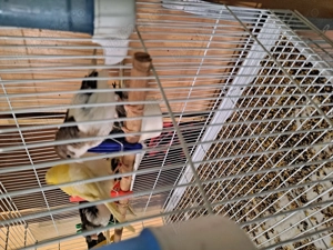 Pui canari 100 lei bucata  - imagine 4