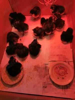 Pui australorp si sussex