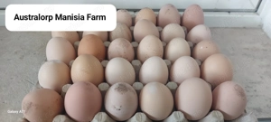 VAND oua Autralorp NEGRU - pentru incubatie .