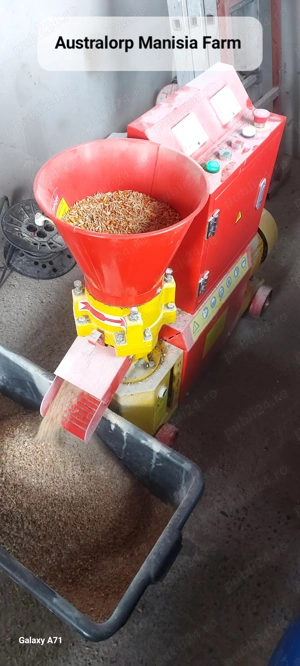 VAND oua Autralorp NEGRU - pentru incubatie . - imagine 4