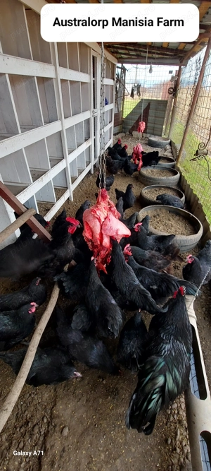 VAND oua Autralorp NEGRU - pentru incubatie . - imagine 5