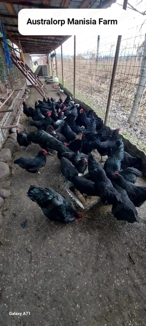 VAND oua Autralorp NEGRU - pentru incubatie . - imagine 2