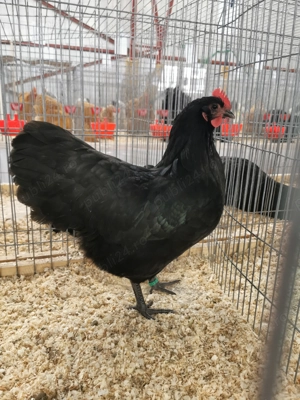 Pui australorp si sussex - imagine 5