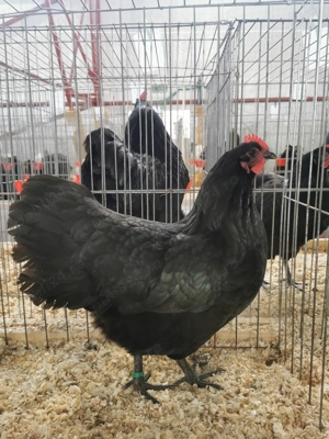 Pui australorp si sussex - imagine 3