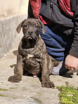  Presa Canario 