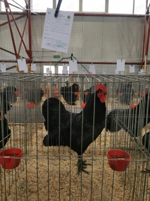 Pui australorp si sussex - imagine 4