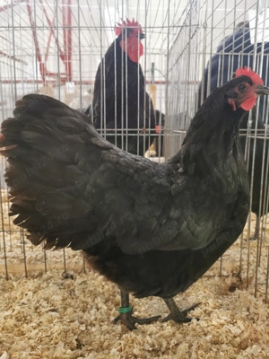Pui australorp si sussex - imagine 2