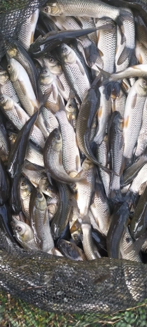 van puiet de ten  - imagine 2