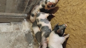 Vând șoldani la 40 kg 