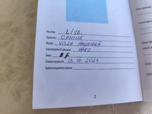 Cățea de vânătoare - Vizsla maghiară, Lisa - imagine 5