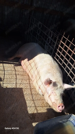 porc sacrificat  - imagine 4