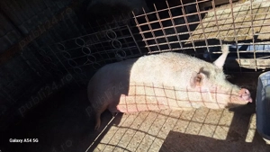 porc sacrificat  - imagine 3